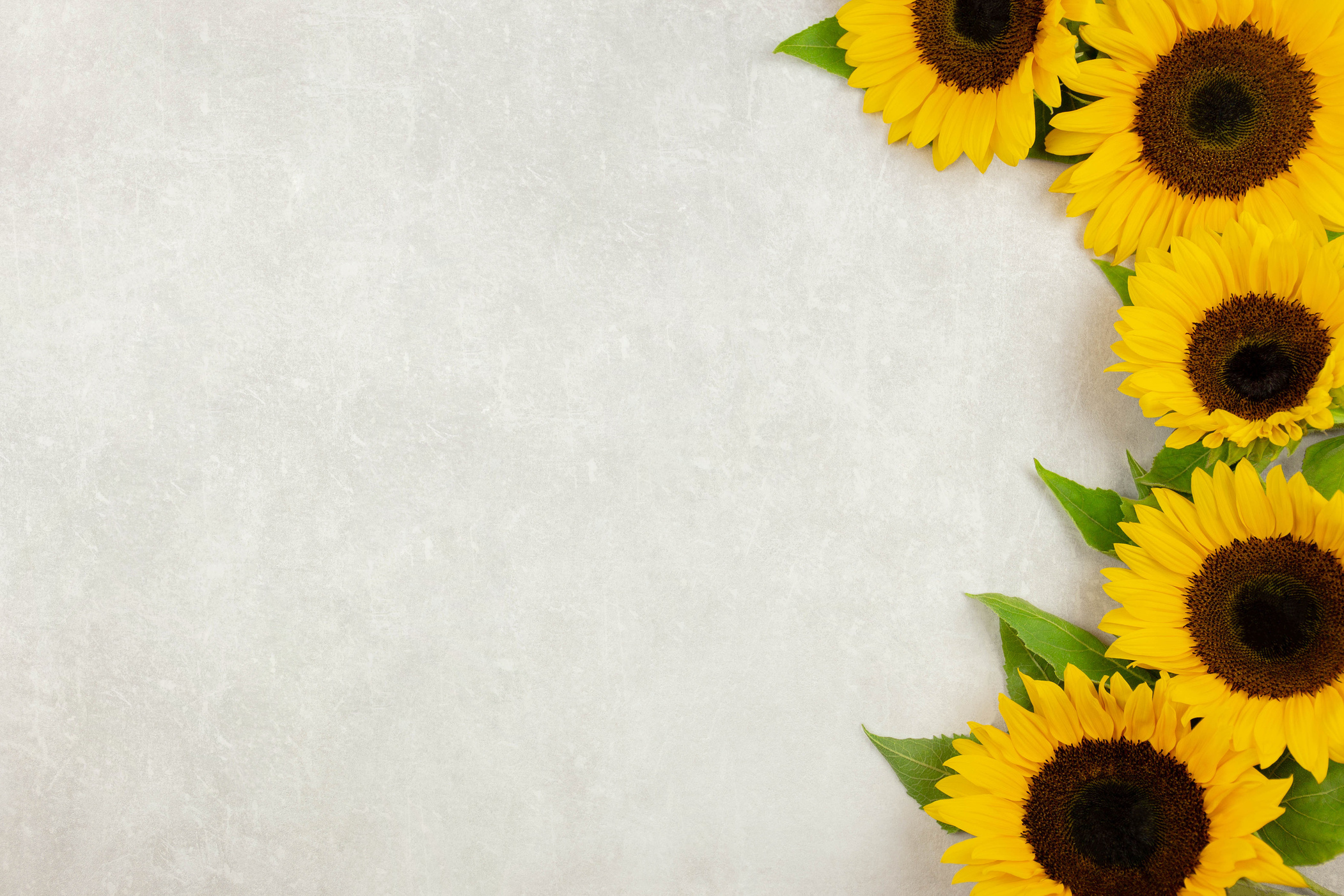 Off White Background with Sunflowers